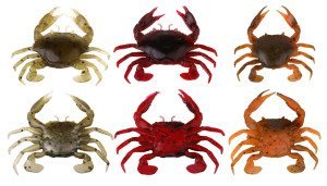 Savage gear LB 3D Manic Crab 7.5 cm 3 Adet Suni Yem Orange Belly Crab