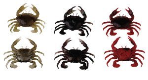Savage gear LB 3D Manic Crab 2.5 cm 5 Adet Suni Yem Red & Black