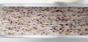 Prologıc Bulldozer Mimicry Water Ghost XP 100m 44lbs 21.3kg 0.60mm